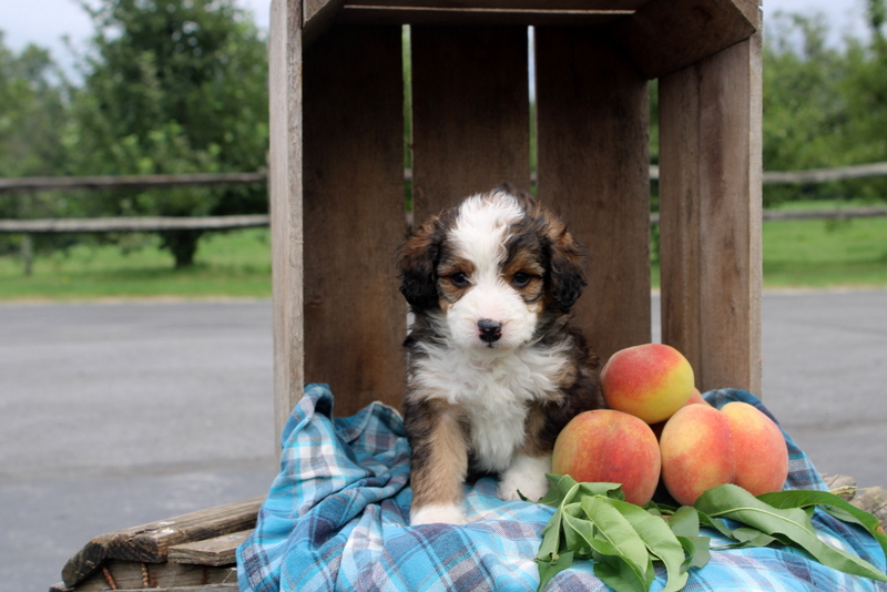 puppy, for, sale, Mini Bernedoodle F2, Matthew B. Stoltzfus, dog, breeder, Gap, PA, dog-breeder, puppy-for-sale, forsale, nearby, find, puppyfind, locator, puppylocator, aca